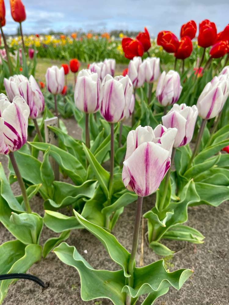 Tulpe 'Flaming Flag'